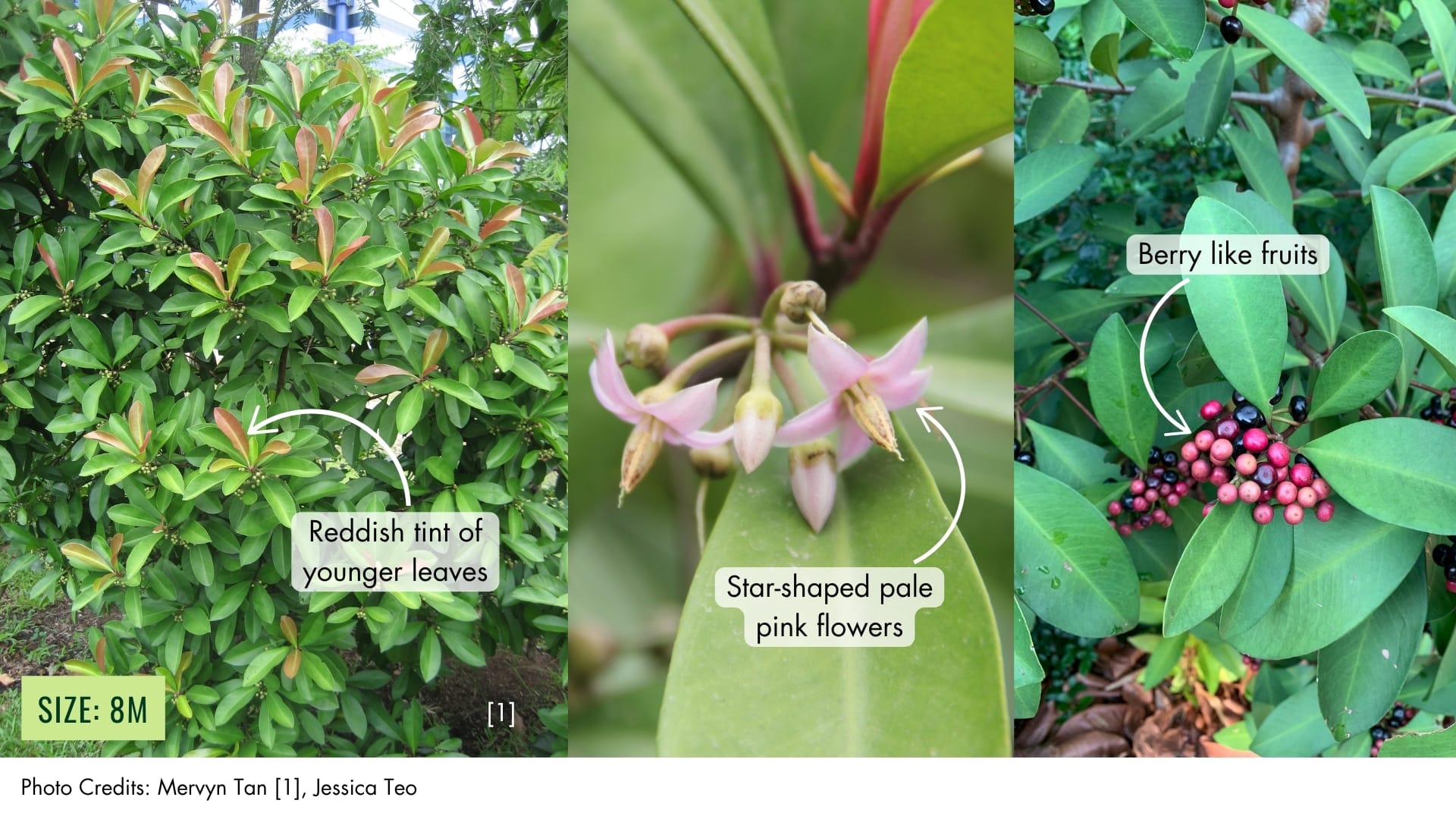 Seashore Ardisia